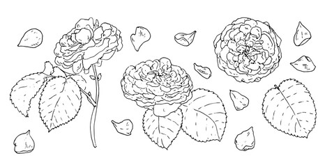 a set of sketch roses. a sketch-style collection of a rose flower with leaves in different views from the side, top, isolated black outline on white for a design template for vintage romantic design