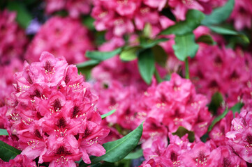 garden with red hydrangea flower in springtime