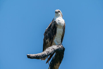 Osprey (Pandion haliaetus)