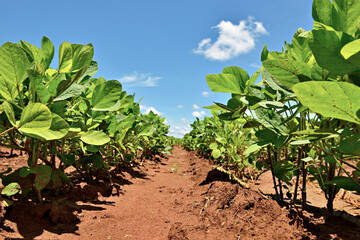 Plantação de soja.