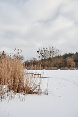 Yellowed reeds in a snowy river, winter