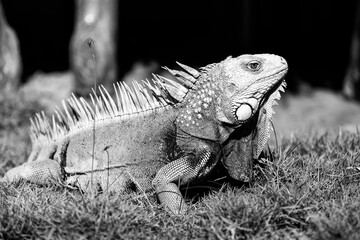 Iguana