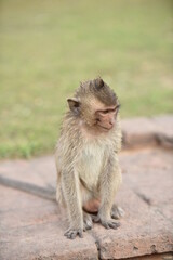 Naklejka premium monkeys in ancient buddhist temples in asia