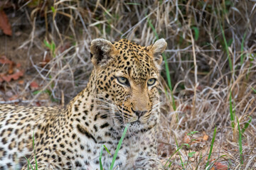 Fototapeta na wymiar Female leopard (Panthera pardus) in the Sabi Sands Reserve, South Africa