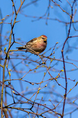Redpoll (Acanthis flammea)