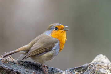 Robin