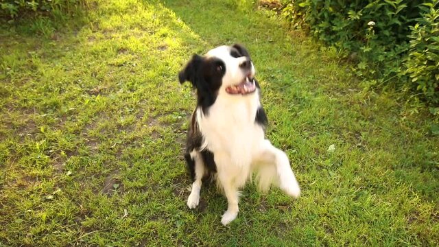 Outdoor portrait of cute smiling puppy border collie playing jumping on grass, park background. Little dog with funny face in sunny summer day outdoors. Pet care and funny animals life concept