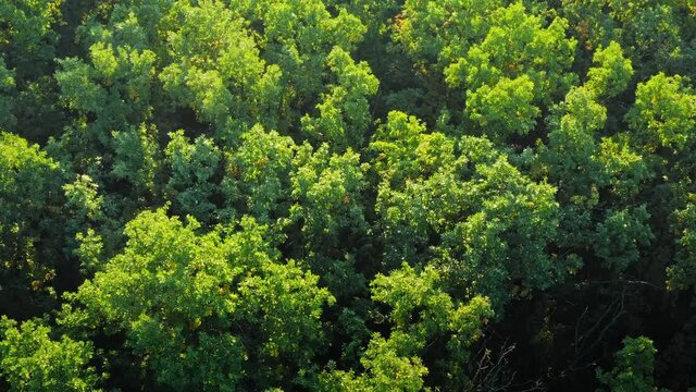 Green Forest Texture in Woodland - overhead view of treetops on sunny weather above natural forest. Green trees forest texture - Drone tilt shot.