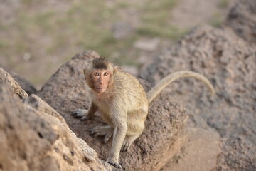 monkeys in ancient buddhist temples in asia