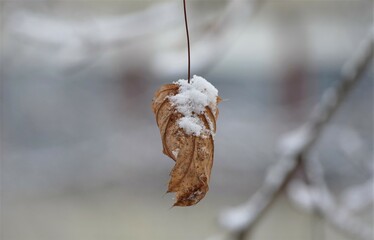 Frozen leaf on the branch with a snow