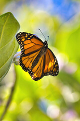 Beautiful male monarch butterfly resting on a milkweed leaf.