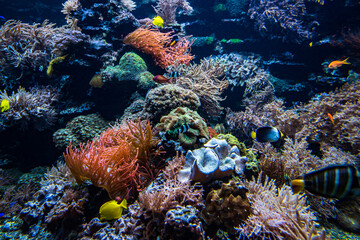 Coral colony and coral fish.  Underwater view