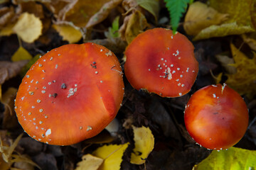 macro photography of red mushroom in the forest, blurred background