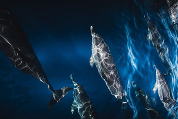 A group of friendly dolphins swims along a dolphin watching boat, on the beautiful and blue...