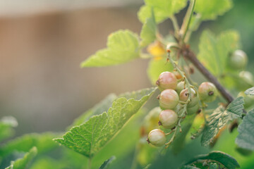 Juicy unripe green berries of black currant hanging on branch of bush with leaves in garden at sunrise. Vitamins, summertime, harvest, preservation, vegetarian, nature concept. Soft focus, copy space.