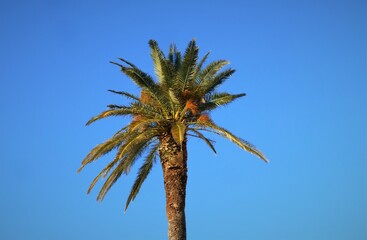 Green tropical palm high in the sky