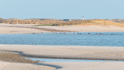 sandy beach, lighthouse and bird sanctuary at the North Sea in spring