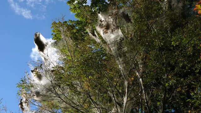 Silk webs from fall webworms in branches of tree. Autumn in Ontario, Canada.