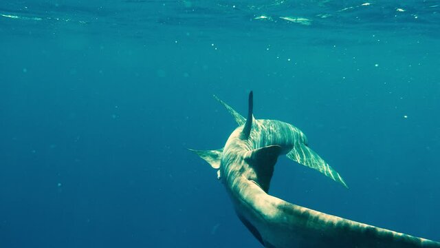 Nurse sharks swimming in deep blue ocean. High quality 4k footage