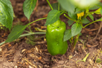 Gardening and agriculture concept. Perfect green fresh ripe organic bell pepper ready to harvesting on branch in garden. Vegan vegetarian home grown food production. Picking paprika pepper