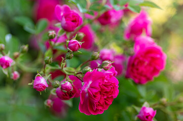 piękne drobne kwitnące róże na płocie w ogrodzie - obrazy, fototapety, plakaty