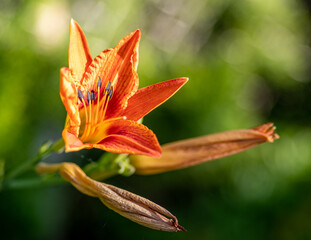 pomarańczowa lilia azjatycka w ogrodzie kwitnąca