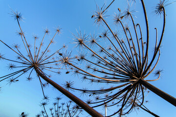Dry hogweed in autumn, seedless inflorescence against a blue sky.