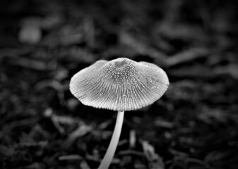 Mushroom in the forest black and white