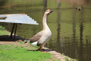 ganso na beira do lago