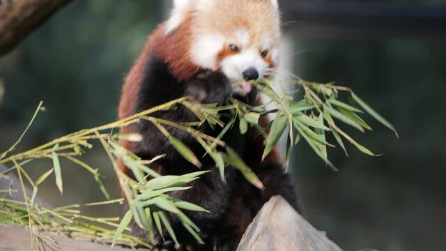 Panda rojo comiendo bamb&uacute;