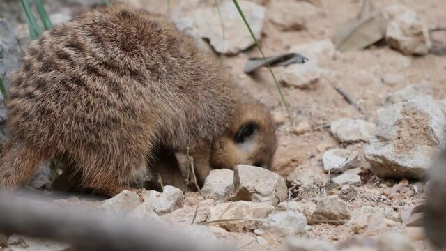 Suricato buscando comida