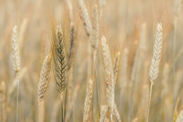 Fototapeta premium Rural scenery of dry ripe rye spicas of meadow field in sunny summer. Agriculture, organic food production, harvest, healthy food, botany, nature, wallpaper concept. Soft focus, copy space, close up.