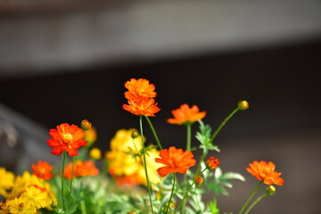 beautiful flowers and green leaves.Green leaves with beautiful sunlight Used as a background image