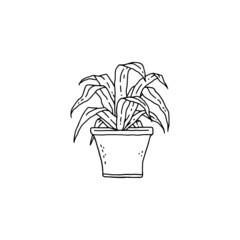 dracaena houseplant. Indoor potted plant vector black and white outline doodle illustration.