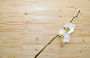 white orchid on a wooden table top