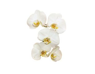 Fototapeta na wymiar five isolated white orchid flowers