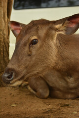 Fototapeta premium deer in the woods