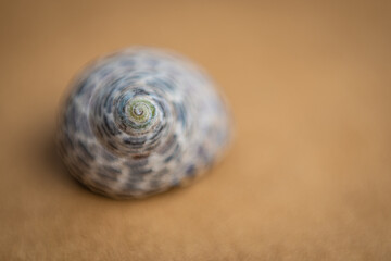 Shallow depth of field seashell on brown  textured background.