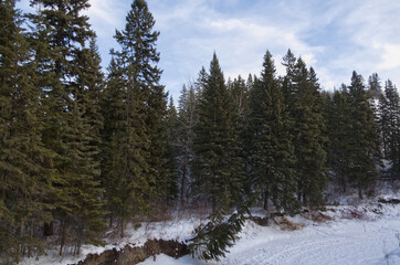 Obraz na płótnie Canvas Winter Scenery in Whitemud Park, Edmonton, AB