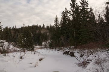 Winter Scenery in Whitemud Park, Edmonton, AB