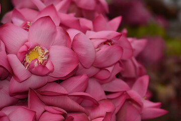 close up of pink flower