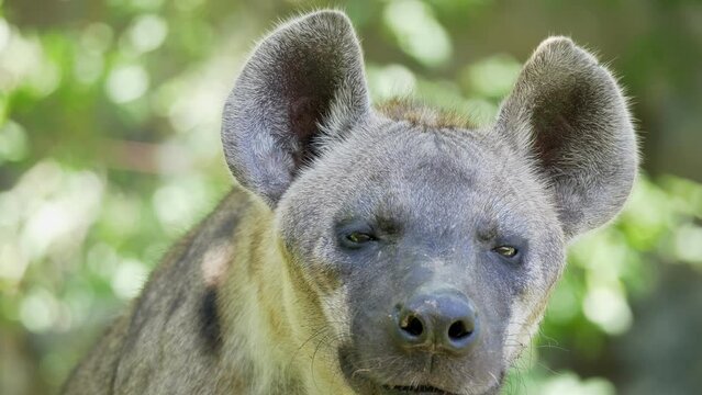 Headshot of male spotted hyena or laughing hyena in nature.
