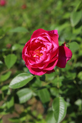 Red roses blooming in the rose garden