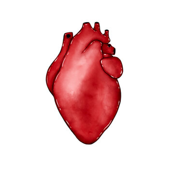 Realistic watercolor heart isolated on white. Valentines day, love, heart health design