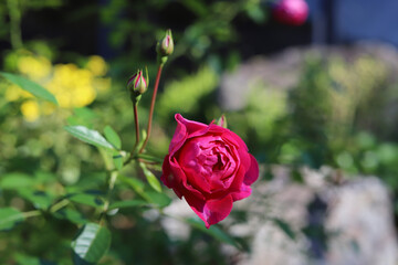Red roses blooming in the rose garden