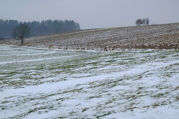 Slightly snowy fields in misty day. Furrows of the ground on fields. Forest on horizon. 