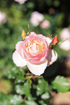 Pink roses blooming in the rose garden