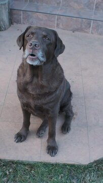 gray-haired old chocolate labrador barking in the backyard