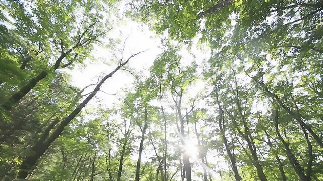ローアングルで木洩れ日のあるクヌギ林をパンする映像(環境音あり,蝉しぐれ)