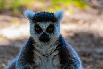 portrait ring tailed lemur close up